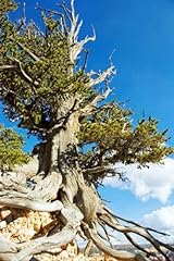 Bristlecone pine tree for sale  Delivered anywhere in USA 