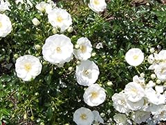 County yorkshire groundcover for sale  Delivered anywhere in UK