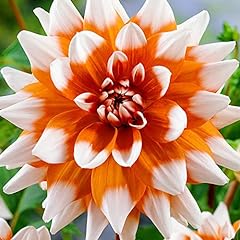 Dahlia decorative orange for sale  Delivered anywhere in Ireland