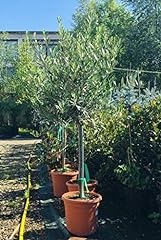 Ulivo olivo pianta usato  Spedito ovunque in Italia 