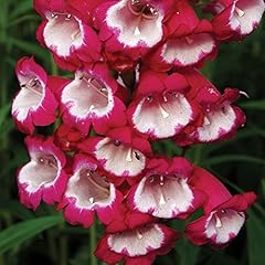 Penstemon drought tolerant for sale  Delivered anywhere in UK