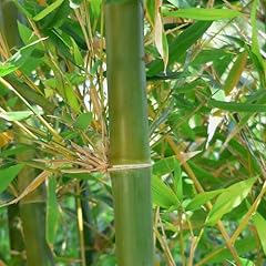 Kviter bamboo seeds for sale  Delivered anywhere in USA 