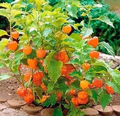 100 cape gooseberry for sale  Delivered anywhere in USA 