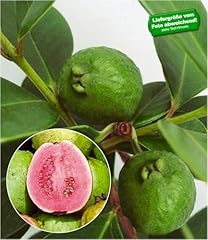 Baldur garten echte gebraucht kaufen  Wird an jeden Ort in Deutschland