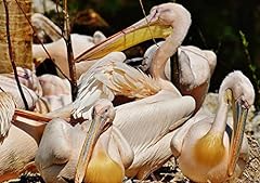 Hansepuzzle 19450 pelikan gebraucht kaufen  Wird an jeden Ort in Deutschland