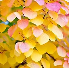 Cercidiphyllum japonicum tree for sale  Delivered anywhere in USA 