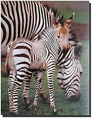 Wildlife animal zebra for sale  Delivered anywhere in USA 