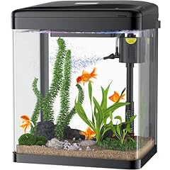 Pondon betta fish for sale  Delivered anywhere in USA 