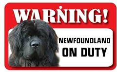 Newfoundland dog pet for sale  Delivered anywhere in UK