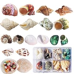 Hermit crab shells for sale  Delivered anywhere in UK
