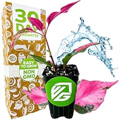 Alternanthera party time for sale  Delivered anywhere in USA 