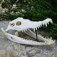 Taxidermy crocodile skull for sale  Delivered anywhere in USA 