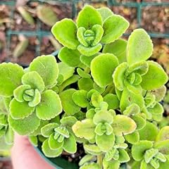 Set plectranthus vick for sale  Delivered anywhere in USA 