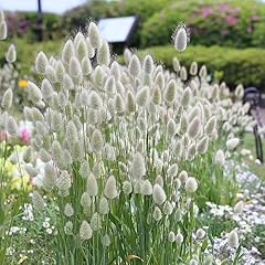 Bunny tails ornamental for sale  Delivered anywhere in UK