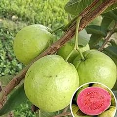 Guava tree pink for sale  Delivered anywhere in USA 