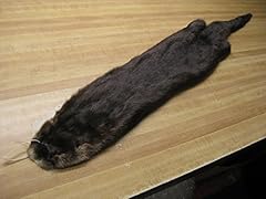 Tanned otter hide for sale  Delivered anywhere in USA 