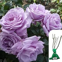 Rosa blue moon for sale  Delivered anywhere in UK