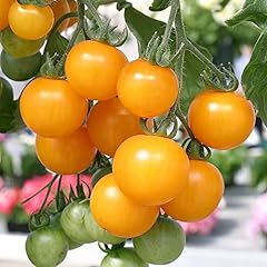 Cherry tomato tumbling for sale  Delivered anywhere in UK