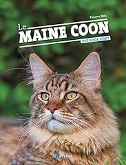 Maine coon d'occasion  Livré partout en France