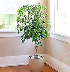 Ficus benjamina bonsai for sale  Delivered anywhere in USA 