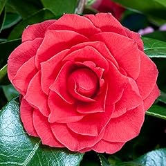 Gardeners dream camellia gebraucht kaufen  Wird an jeden Ort in Deutschland