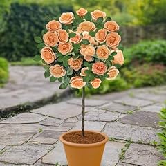Yougarden pair patio for sale  Delivered anywhere in UK