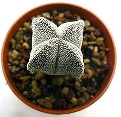 Portal cool astrophytum usato  Spedito ovunque in Italia 