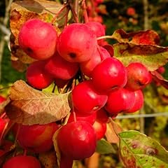 Yougarden crab apple for sale  Delivered anywhere in UK