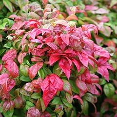 Nandina domestica firepower for sale  Delivered anywhere in UK