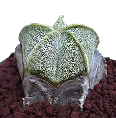 Portal cool astrophytum for sale  Delivered anywhere in UK