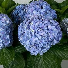 Big daddy hydrangea for sale  Delivered anywhere in USA 