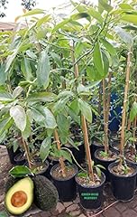 Live avocado grafted for sale  Delivered anywhere in USA 