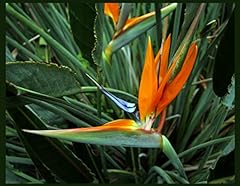 Bird paradise live for sale  Delivered anywhere in USA 