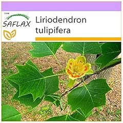 Saflax tulipier virginie d'occasion  Livré partout en France