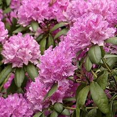 Rhododendron roseum elegans for sale  Delivered anywhere in UK