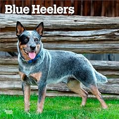 Blue heelers 2026 for sale  Delivered anywhere in USA 