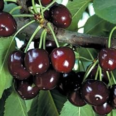 Pack cherry trees for sale  Delivered anywhere in USA 