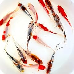 Toledo goldfish live for sale  Delivered anywhere in USA 