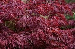 Acer palmatum dissectum for sale  Delivered anywhere in USA 