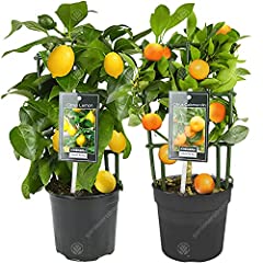 Lemon orange tree for sale  Delivered anywhere in Ireland