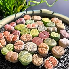 Lithops large random for sale  Delivered anywhere in USA 