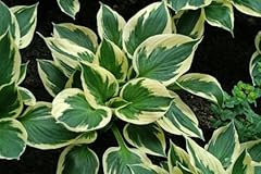 Patriot hosta bareroot for sale  Delivered anywhere in USA 