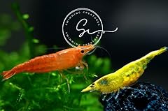 Premium grade neocaridina for sale  Delivered anywhere in USA 