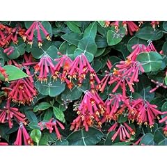 Major wheeler honeysuckle for sale  Delivered anywhere in USA 