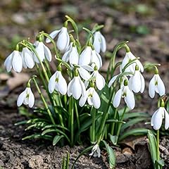 Giant snowdrop bulbs for sale  Delivered anywhere in UK