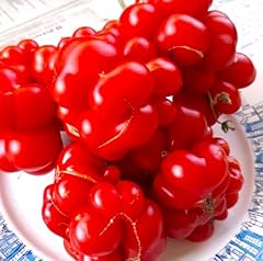 Seeds unique tomato for sale  Delivered anywhere in USA 
