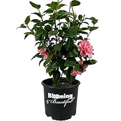 Blooming beautiful happy for sale  Delivered anywhere in USA 
