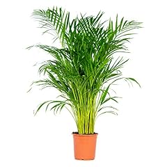 Bloomique dypsis lutescens gebraucht kaufen  Wird an jeden Ort in Deutschland