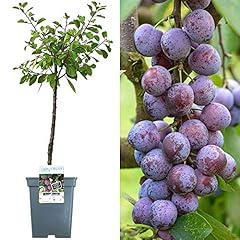 Patio fruit tree for sale  Delivered anywhere in Ireland