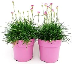 Powers flowers armeria usato  Spedito ovunque in Italia 